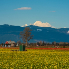 Skagit Valley Daffodils and Mount Baker To order a print please email me at  Mike Reid Photography : tulip, tulips, flower, , floral, tulip festival, floral photography, flower photos, washington state, skagit tulip festival, daffodils