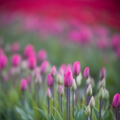 Skagit Valley Magenta Tulips Sunset Light.jpg The Skagit Valley bursts forth with color starting in about March and continuing through April with the Skagit Valley Daffodil and Tulip Festivals. Being up...