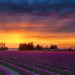Skagit Valley Purple Tulip Sunset Colorburst.jpg To order a print please email me at  Mike Reid Photography : tulip, tulips, flower, floral, tulip festival, floral photography, flower photos, washington state, skagit tulip festival, old red barn, bokeh, gfx100s, canon, sony