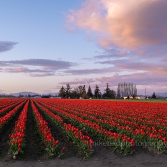 Skagit Valley Red Tulips Field To order a print please email me at  Mike Reid Photography : tulip, tulips, flower, , floral, tulip festival, floral photography, flower photos, washington state, skagit tulip festival, old red barn, canon 200mm, canon 200mm 1.8