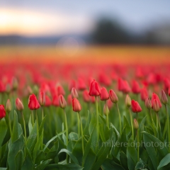 Skagit Valley Red Tulips Row Sunset Light.jpg To order a print please email me at  Mike Reid Photography : tulip, tulips, flower, , floral, tulip festival, floral photography, flower photos, washington state, skagit tulip festival, old red barn, canon 200mm, canon 200mm 1.8