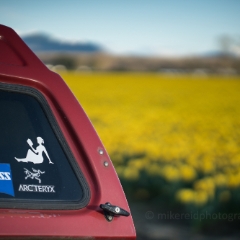 Skagit Valley Truck Details.jpg To order a print please email me at  Mike Reid Photography : tulip, tulips, flower, floral, tulip festival, floral photography, flower photos, washington state, skagit tulip festival, old red barn, bokeh, gfx100s, canon, sony