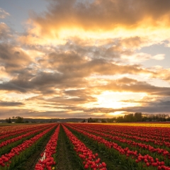Skagit Valley Tulip Festival Beautiful Landscape To order a print please email me at  Mike Reid Photography : tulip, tulips, flower, , floral, tulip festival, floral photography, flower photos, washington state, skagit tulip festival, old red barn, sunset, sunrise, la conner, love laconner