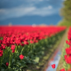 Skagit Valley Tulip Festival Bright Red Flowers.jpg To order a print please email me at  Mike Reid Photography : tulip, tulips, flower, , floral, tulip festival, floral photography, flower photos, washington state, skagit tulip festival, old red barn, sunset, sunrise, la conner, love laconner