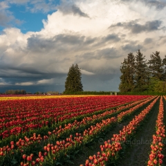 Skagit Valley Tulip Festival Evenings Calm.jpg To order a print please email me at  Mike Reid Photography : tulip, tulips, flower, , floral, tulip festival, floral photography, flower photos, washington state, skagit tulip festival, old red barn, sunset, sunrise, la conner, love laconner
