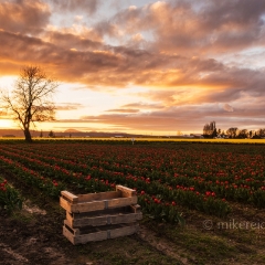 Skagit Valley Tulip Festival Golden Sunset Wide.jpg To order a print please email me at  Mike Reid Photography : tulip, tulips, flower, floral, tulip festival, floral photography, flower photos, washington state, skagit tulip festival, old red barn, bokeh, gfx100s, canon, sony
