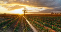 Skagit Valley Tulip Festival Golden Sunset.jpg