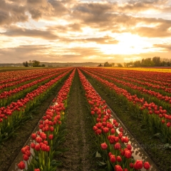 Skagit Valley Tulip Festival Golden Valley Sunset.jpg To order a print please email me at  Mike Reid Photography : tulip, tulips, flower, , floral, tulip festival, floral photography, flower photos, washington state, skagit tulip festival, old red barn, sunset, sunrise, la conner, love laconner
