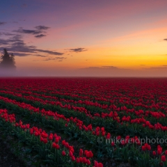 Skagit Valley Tulip Festival Line of Fog To order a print please email me at  Mike Reid Photography : 16-35mm f4, fields, flowers, northwest, skagit, sony, sony a7r2, sony alpha, sunrise, tulip, tulips, flower, , floral, tulip festival, floral photography, flower photos, washington state, skagit tulip festival
