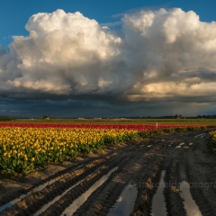 Skagit Valley Tulip Festival Mud Path.jpg To order a print please email me at  Mike Reid Photography : tulip, tulips, flower, , floral, tulip festival, floral photography, flower photos, washington state, skagit tulip festival, old red barn, sunset, sunrise, la conner, love laconner