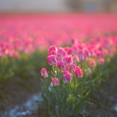 Skagit Valley Tulip Festival Pink Tulips Bokeh Canon 200mm.jpg To order a print please email me at  Mike Reid Photography : tulip, tulips, flower, floral, tulip festival, floral photography, flower photos, washington state, skagit tulip festival, old red barn, bokeh, gfx100s, canon, sony
