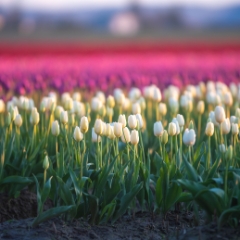 Skagit Valley Tulip Festival Pink and White Tulips Bokeh Canon 200mm.jpg To order a print please email me at  Mike Reid Photography : tulip, tulips, flower, floral, tulip festival, floral photography, flower photos, washington state, skagit tulip festival, old red barn, bokeh, gfx100s, canon, sony