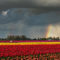 Skagit Valley Tulip Festival Rainbow Rain Squall To order a print please email me at  Mike Reid Photography : tulip, tulips, flower, , floral, tulip festival, floral photography, flower photos, washington state, skagit tulip festival, old red barn, sunset, sunrise, la conner, love laconner
