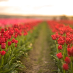 Skagit Valley Tulip Festival Red Tulips Dreamy.jpg To order a print please email me at  Mike Reid Photography : tulip, tulips, flower, , floral, tulip festival, floral photography, flower photos, washington state, skagit tulip festival, old red barn, sunset, sunrise, la conner, love laconner