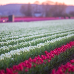 Skagit Valley Tulip Festival Red and White Tulips Blooms Bokeh Depth Sony A7R2.jpg To order a print please email me at  Mike Reid Photography