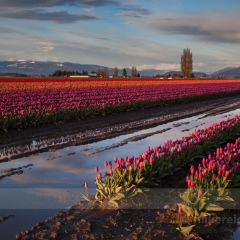 Skagit Valley Tulip Festival Reflections To order a print please email me at  Mike Reid Photography : tulip, tulips, flower, , floral, tulip festival, floral photography, flower photos, washington state, skagit tulip festival