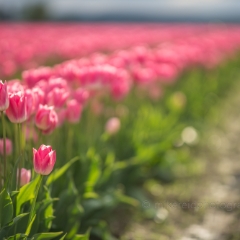 Skagit Valley Tulip Festival Rows of Pink and Red.jpg To order a print please email me at  Mike Reid Photography : tulip, tulips, flower, , floral, tulip festival, floral photography, flower photos, washington state, skagit tulip festival, old red barn, sunset, sunrise, la conner, love laconner