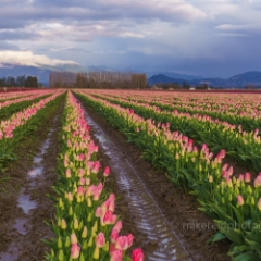 Skagit Valley Tulip Festival Rows of Pink.jpg To order a print please email me at  Mike Reid Photography : tulip, tulips, flower, floral, tulip festival, floral photography, flower photos, washington state, skagit tulip festival, old red barn, bokeh, gfx100s, canon, sony