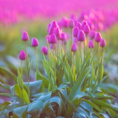 Skagit Valley Tulip Festival Sunlit Magenta Tulips Rows GFX100s.jpg To order a print please email me at  Mike Reid Photography : tulip, tulips, flower, floral, tulip festival, floral photography, flower photos, washington state, skagit tulip festival, old red barn, bokeh, gfx100s, canon, sony