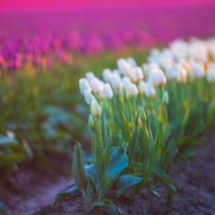 Skagit Valley Tulip Festival Sunlit Pink and White Tulips Bokeh Canon 200mm.jpg To order a print please email me at  Mike Reid Photography : tulip, tulips, flower, floral, tulip festival, floral photography, flower photos, washington state, skagit tulip festival, old red barn, bokeh, gfx100s, canon, sony