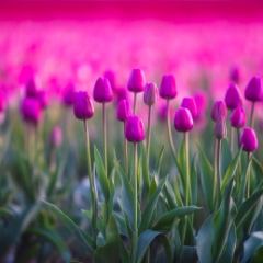 Skagit Valley Tulip Festival Sunlit Vibrant Pink Tulips Blooms Bokeh Depth Sony A7R2.jpg To order a print please email me at  Mike Reid Photography : tulip, tulips, flower, floral, tulip festival, floral photography, flower photos, washington state, skagit tulip festival, old red barn, bokeh, gfx100s, canon, sony