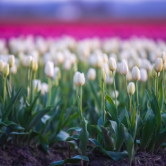 Skagit Valley Tulip Festival Sunlit White Tulips Blooms Bokeh Depth Sony A7R2.jpg To order a print please email me at  Mike Reid Photography : tulip, tulips, flower, floral, tulip festival, floral photography, flower photos, washington state, skagit tulip festival, old red barn, bokeh, gfx100s, canon, sony