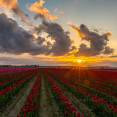 Skagit Valley Tulip Festival Sunset Clouds Rows Sunstar.jpg To order a print please email me at  Mike Reid Photography : tulip, tulips, flower, , floral, tulip festival, floral photography, flower photos, washington state, skagit tulip festival, old red barn, sunset, sunrise, la conner, love laconner