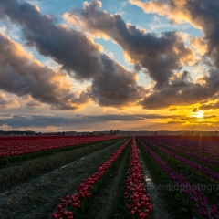 Skagit Valley Tulip Festival Sunset Clouds Rows To order a print please email me at  Mike Reid Photography : tulip, tulips, flower, , floral, tulip festival, floral photography, flower photos, washington state, skagit tulip festival, old red barn, sunset, sunrise, la conner, love laconner
