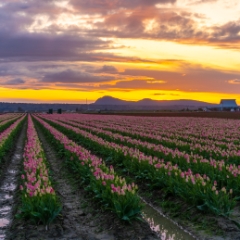 Skagit Valley Tulip Festival Sunset Fields Clouds.jpg To order a print please email me at  Mike Reid Photography : tulip, tulips, flower, floral, tulip festival, floral photography, flower photos, washington state, skagit tulip festival, old red barn, bokeh, gfx100s, canon, sony
