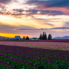 Skagit Valley Tulip Festival Sunset Fields Magenta.jpg To order a print please email me at  Mike Reid Photography : tulip, tulips, flower, floral, tulip festival, floral photography, flower photos, washington state, skagit tulip festival, old red barn, bokeh, gfx100s, canon, sony