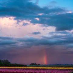 Skagit Valley Tulip Festival Sunset Rainbow To order a print please email me at  Mike Reid Photography : tulip, tulips, flower, , floral, tulip festival, floral photography, flower photos, washington state, skagit tulip festival, old red barn, sunset, sunrise, la conner, love laconner