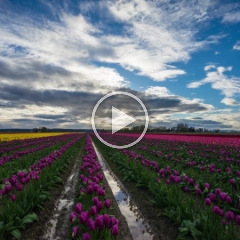 Skagit Valley Tulip Festival Sunset timelapse To order a print please email me at  Mike Reid Photography