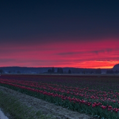 Skagit Valley Tulip Festival Tractor Fading Light.jpg To order a print please email me at  Mike Reid Photography : tulip, tulips, flower, , floral, tulip festival, floral photography, flower photos, washington state, skagit tulip festival, old red barn, sunset, sunrise, la conner, love laconner
