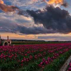 Skagit Valley Tulip Festival Tractor Sunset Cloudscape.jpg To order a print please email me at  Mike Reid Photography : tulip, tulips, flower, , floral, tulip festival, floral photography, flower photos, washington state, skagit tulip festival, old red barn, sunset, sunrise, la conner, love laconner
