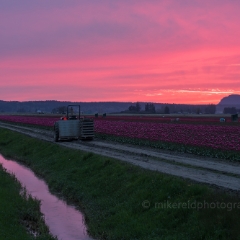 Skagit Valley Tulip Festival Tractor Sunset Pink Skies To order a print please email me at  Mike Reid Photography : tulip, tulips, flower, , floral, tulip festival, floral photography, flower photos, washington state, skagit tulip festival, old red barn, sunset, sunrise, la conner, love laconner