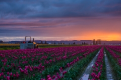 Skagit Valley Tulip Festival Tractor Wails For Dawn To order a print please email me at  Mike Reid Photography : tulip, tulips, flower, tulip festival, floral photography, flower photos, washington state, skagit tulip festival, reflection
