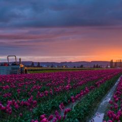 Skagit Valley Tulip Festival Tractor Waits For Dawn.jpg To order a print please email me at  Mike Reid Photography : tulip, tulips, flower, tulip festival, floral photography, flower photos, washington state, skagit tulip festival, reflection