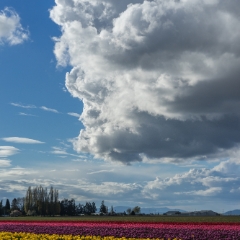 Skagit Valley Tulip Festival Tulip Rows Huge Cloud.jpg To order a print please email me at  Mike Reid Photography : tulip, tulips, flower, , floral, tulip festival, floral photography, flower photos, washington state, skagit tulip festival, old red barn, sunset, sunrise, la conner, love laconner
