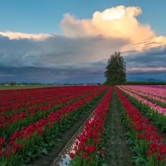 Skagit Valley Tulip Festival Tulip Rows Red and Pink Landscape.jpg To order a print please email me at  Mike Reid Photography : tulip, tulips, flower, , floral, tulip festival, floral photography, flower photos, washington state, skagit tulip festival, old red barn, sunset, sunrise, la conner, love laconner