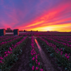 Skagit Valley Tulips Burning Skies Rows of Magenta Tulips To order a print please email me at  Mike Reid Photography : tulip, tulips, flower, tulip festival, floral photography, flower photos, washington state, skagit tulip festival, reflection
