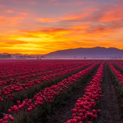 Skagit Valley Tulips Fiery Sunrise To order a print please email me at  Mike Reid Photography : tulip, tulips, flower, , floral, tulip festival, floral photography, flower photos, washington state, skagit tulip festival, daffodils