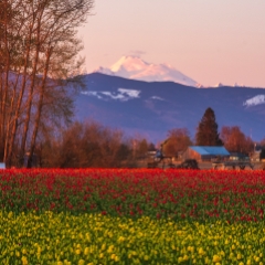 Skagit Valley Tulips Layers and Mount Baker To order a print please email me at  Mike Reid Photography : tulip, tulips, flower, , floral, tulip festival, floral photography, flower photos, washington state, skagit tulip festival, daffodils