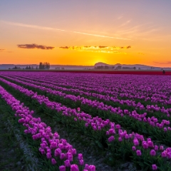 Skagit Valley Tulips Magenta Rows and Mount Erie.jpg To order a print please email me at  Mike Reid Photography : tulip, tulips, flower, floral, tulip festival, floral photography, flower photos, washington state, skagit tulip festival, old red barn, bokeh, gfx100s, canon, sony
