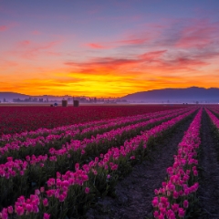 Skagit Valley Tulips Magenta Sunrise.jpg To order a print please email me at  Mike Reid Photography : tulip, tulips, flower, , floral, tulip festival, floral photography, flower photos, washington state, skagit tulip festival, daffodils