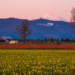 Skagit Valley Tulips Mount Baker and Barn To order a print please email me at  Mike Reid Photography : tulip, tulips, flower, , floral, tulip festival, floral photography, flower photos, washington state, skagit tulip festival, daffodils
