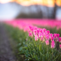 Skagit Valley Tulips Pink Blooms.jpg
