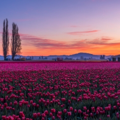 Skagit Valley Tulips Pink and Magenta Sunrise.jpg To order a print please email me at  Mike Reid Photography : tulip, tulips, flower, , floral, tulip festival, floral photography, flower photos, washington state, skagit tulip festival, daffodils