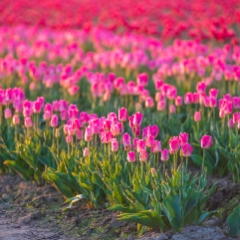 Skagit Valley Tulips Pink and Red Blooms Canon 200mm.jpg To order a print please email me at  Mike Reid Photography : tulip, tulips, flower, , floral, tulip festival, floral photography, flower photos, washington state, skagit tulip festival, daffodils