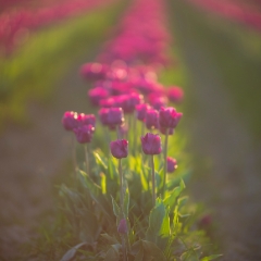 Skagit Valley Tulips Purple Flowers.jpg
