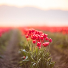 Skagit Valley Tulips Red Blooms Bokeh To order a print please email me at  Mike Reid Photography : tulip, tulips, flower, , floral, tulip festival, floral photography, flower photos, washington state, skagit tulip festival, daffodils